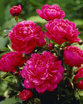 Без бренда «2KMB-4036» в Омске 