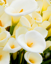 Без бренда «Белые каллы» в Омске 