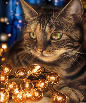 Без бренда «2KXSB-0678» в Омске 