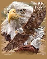 Без бренда «Коробка 20 шт: Орёл крупным планом» в Омске 