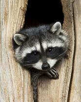 Без бренда «Енот в дупле» в Омске 