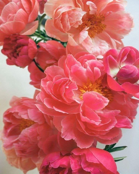 Картина по номерам 40x50 Красивые розовые цветы