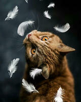 Без бренда «Кот среди перышек» в Омске  в интернет-магазине  Без бренда «Кот среди перышек» в Омске