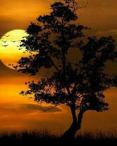 Одинокое дерево на фоне заката