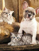 Без бренда «Милый щенок французского бульдога и два котёнка» в Омске в интернет-магазине  Без бренда «Милый щенок французского бульдога и два котёнка» в Омске