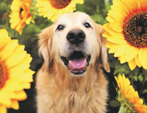 Довольный пес среди подсолнухов