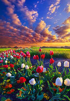 Без бренда «Поле тюльпанов под облачным небом» в Омске в интернет-магазине  Без бренда «Поле тюльпанов под облачным небом» в Омске